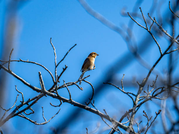 istock Low angle shot of a Bull-headed shrike perched on a tree branch under the sunlight and a blue sky 1466335827