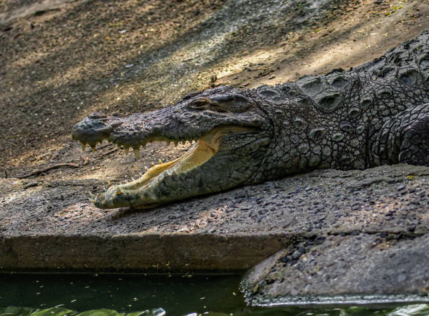 istock Crocodile with an open mouth near a lake 1466335985
