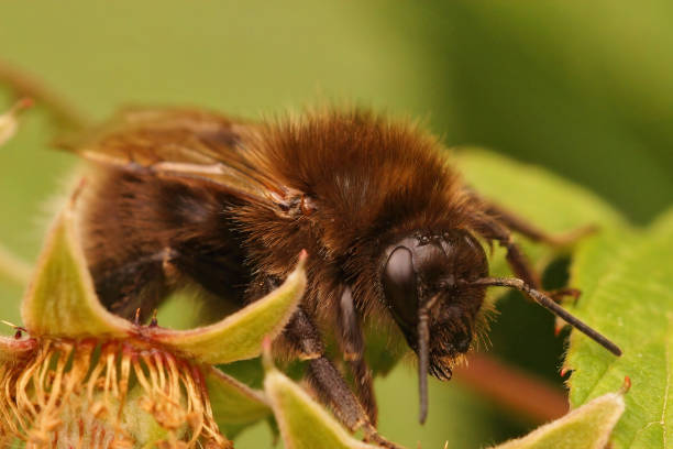 Closeup on a queen Tree bumblebee, Bombus hypnorum Closeup on a queen Tree bumblebee, Bombus hypnorum hiding in the vegetation bombus hypnorum pictures stock pictures, royalty-free photos & images