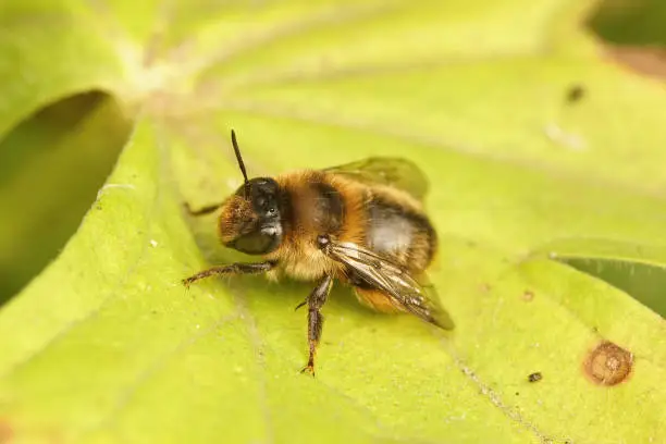 Closeup on a hairy female Fork tailed wood digger, Anthophora furcata in the garden