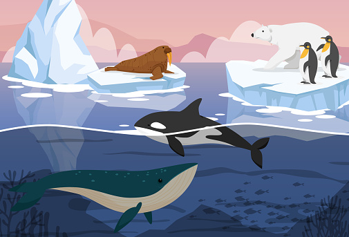 penguins group and polar bear with Walrus floating on iceberg of Arctic or Antarctic melting and whales in the sea. Global warming ice landscape of snow mountains in cartoon vector illustration