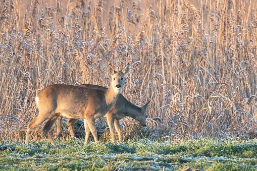 Roe deer on the edge of a reed area in the Weerribben-Wieden nature reserve during a cold but beautiful winter day in Overijssel, Netherlands.