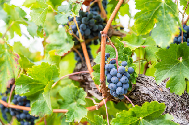 une grappe de raisin bleue fraîche est accrochée à un plant de vigne en septembre avant la récolte - vineyard california napa valley vine photos et images de collection