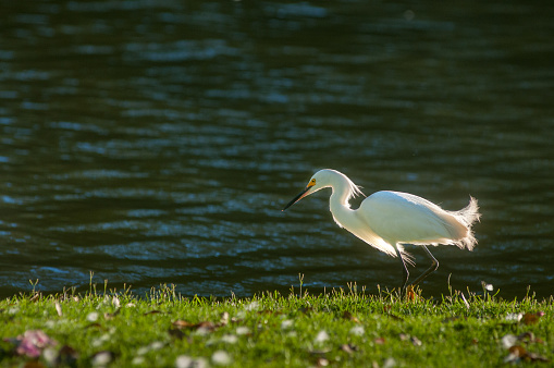 A beautiful shot of a Snowy Egret near the lake in Buenos Aires, Argentina.