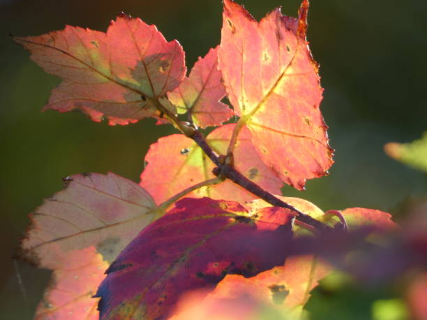 istock Beautiful autumn leaves backlit 1466337155