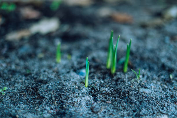 istock First flowers of spring starting to grow 1466339209