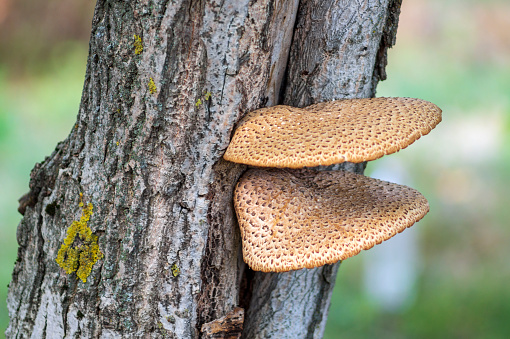 A tinder fungus on tree that harms the plant but is used in folk medicine