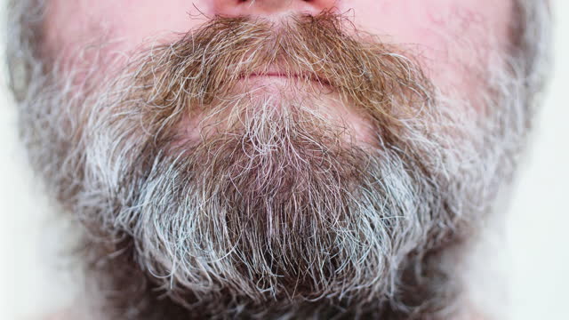 Man stroking his big beard. An adult man straightens his lush gray brown mustache and beard with his hand. Close-up of a male face with a gray beard, mustache and hairy nose. Cosmetic care. Barbershop