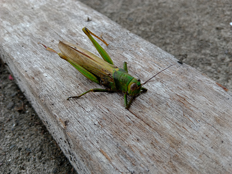 A carcass of a Grasshopper on a wooden block