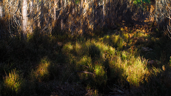 A dirt bushwalking track along Darwin Walk, bordered by ferns, heath, low shrubs, and sparse gum trees. Wentworth Falls, Blue Mountains, Australia.