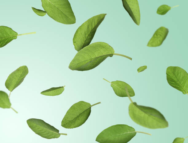 istock Fresh sage leaves flying on pale light green background 1466351311