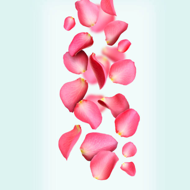 istock Beautiful pink rose petals falling on pale light blue background 1466351348