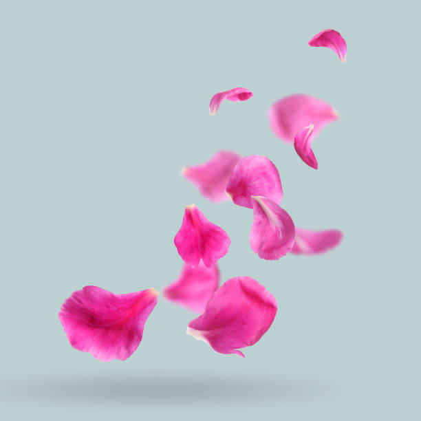 istock Beautiful pink peony petals falling on light grey background 1466351352