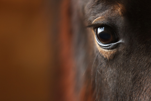 Adorable black horse on blurred background, closeup with space for text. Lovely domesticated pet