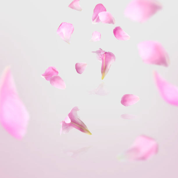 istock Beautiful peony petals falling on pale light pink background 1466351555