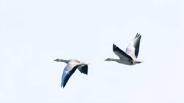 The bar-headed goose (Anser indicus) flying over Himalayas. The bar-headed goose (Anser indicus) bar headed goose anser indicus stock pictures, royalty-free photos & images