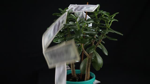 Crassula potted plant is showered with dollar bills on a black background. The fat woman money tree stands on a black background, and dollars are pouring on top of it. Wealth concept.
