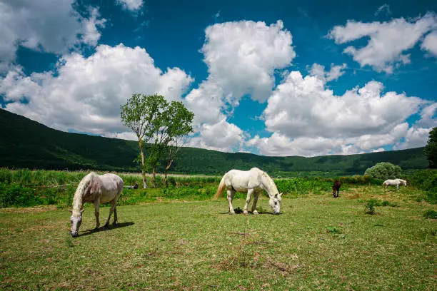 Photo of White horses on a green field