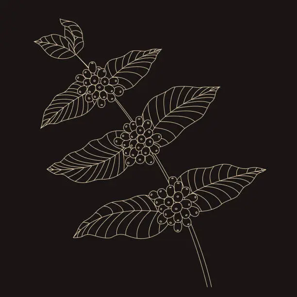 Vector illustration of Branch of coffee tree with leaves and coffee cherries
