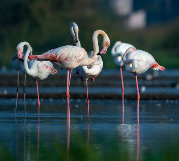 istock The greater flamingo (Phoenicopterus roseus) 1466357507