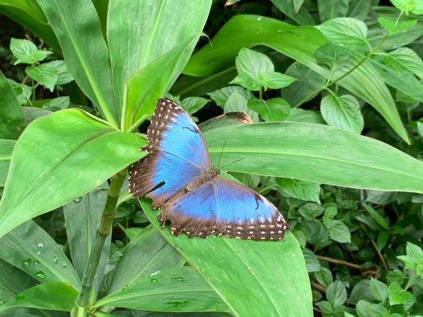 istock Blue butterfly on green leaves 1466360662