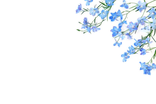 istock Blue Delphinium Wildflower Summer Background 1466360788
