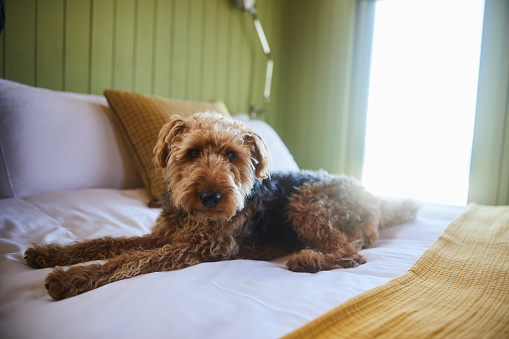 Adorable dog sitting on a comfortable bed of a sunny home with green wood-paneled walls