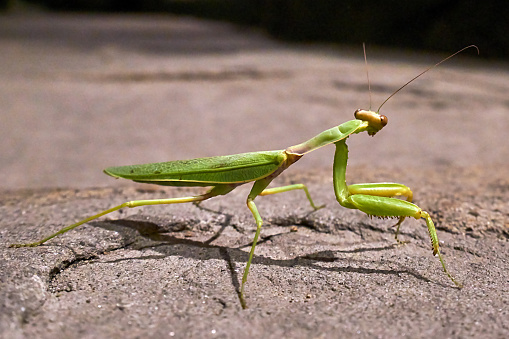 Mantis religiosa eating grasshopper