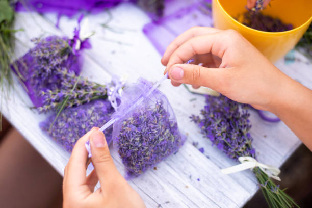Harvest of lavender stock photo