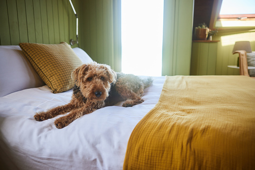 Cute dog sitting on a cozy bed of a sunny home with green wood-paneled walls