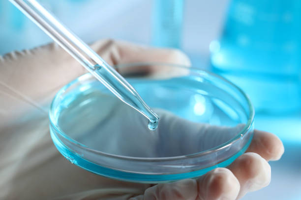 istock Scientist dripping liquid from pipette into petri dish in laboratory, closeup 1466363997