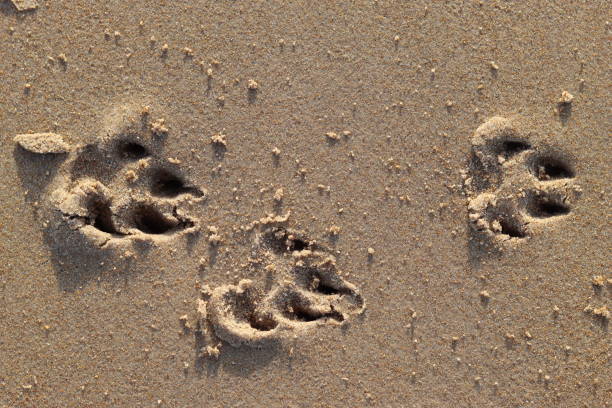 istock Dog paw prints in sand 1466364024