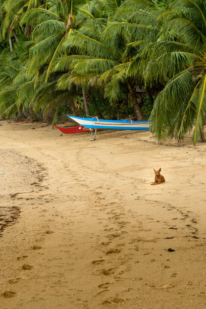 istock Boat in a tropical country 1466364335