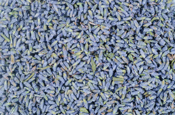 istock The dried lavender flower textured as background. 1466366264