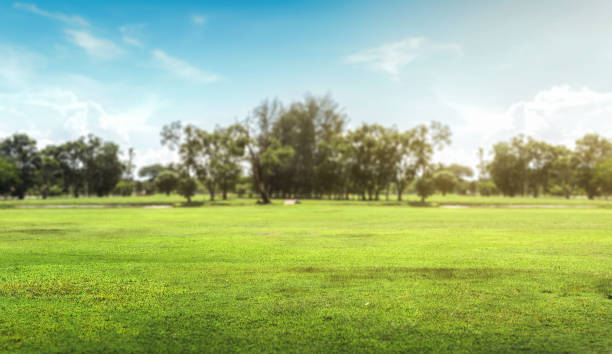 istock Empty dry cracked swamp reclamation soil, land plot for housing construction Green meadow, beautiful views and beautiful blue sky. 1466366477