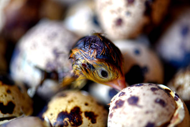 Newly hatched quail eggs.  Kharkov, Ukraine