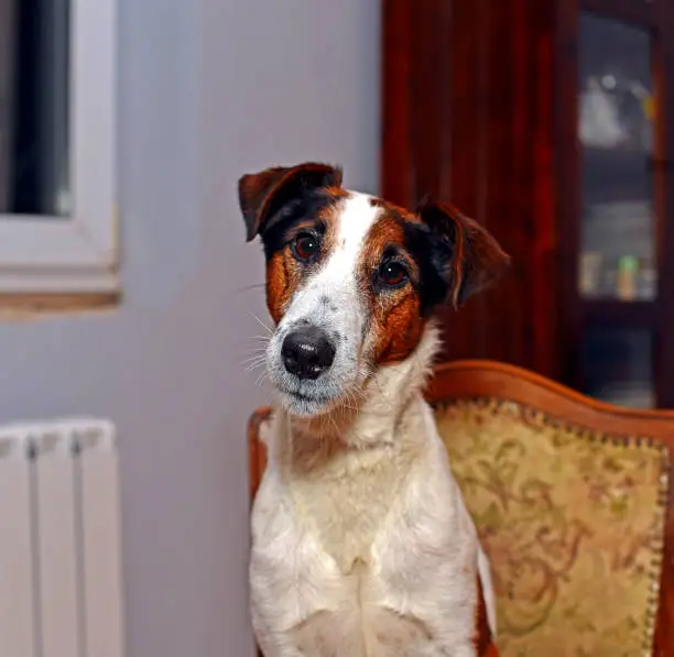 Photo of Portrait of a smooth-haired fox terrier named Veysey.  Kharkov, Ukraine