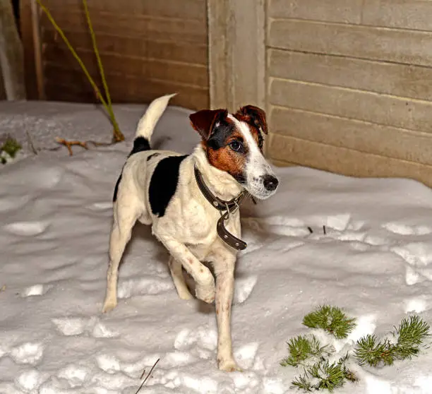 Photo of Portrait of a smooth-haired fox terrier named Veysey.  Kharkov, Ukraine