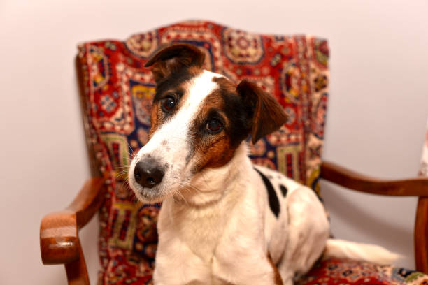 istock Portrait of a smooth-haired fox terrier named Veysey.  Kharkov, Ukraine 1466367752