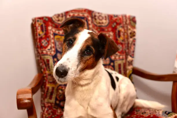 Photo of Portrait of a smooth-haired fox terrier named Veysey.  Kharkov, Ukraine