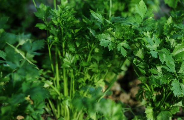 istock Vegetables and foods 1466369978