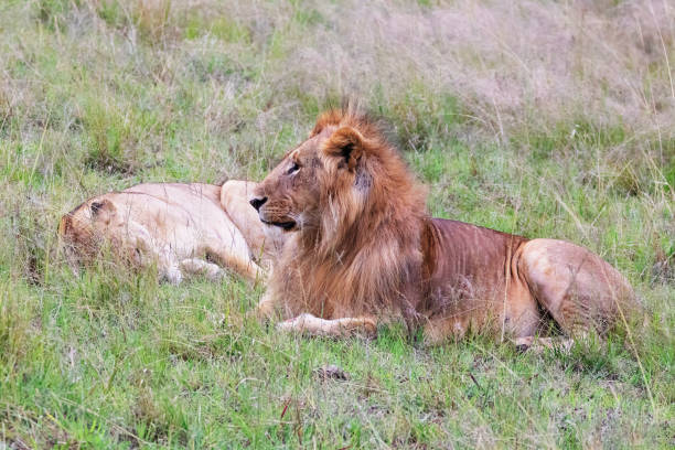 istock Lion and Lioness at Maasai Mara 1466372940