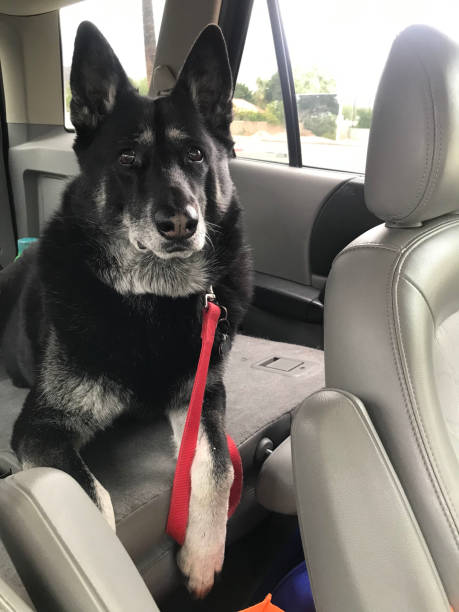 istock Maggie is a natural born traveler 1466374263