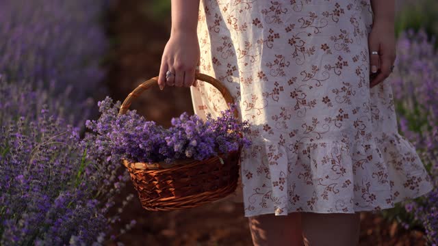 Woman with a basket in a lavender field