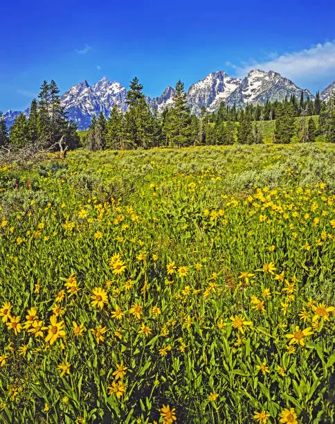 Flower Field  at Grand Teton, Wyoming