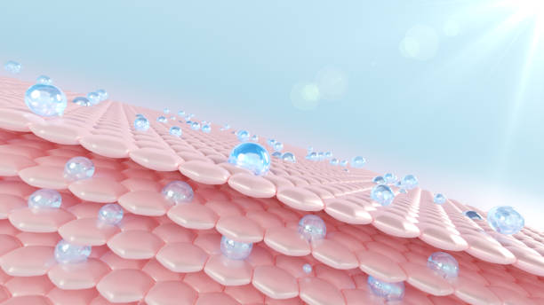 istock Skin cell sagging is reduced by serum through the skin 1466377005