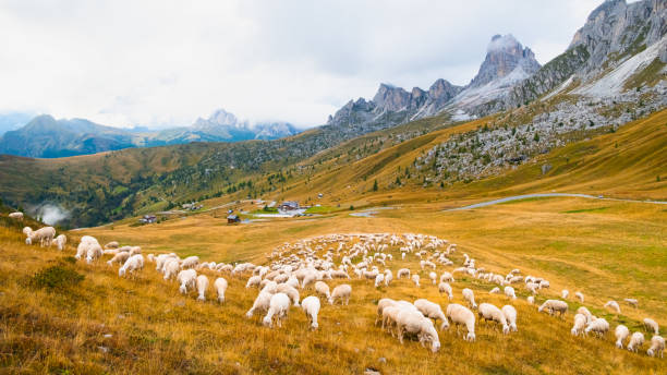 istock Sheeps eat grass at sunset in a meadow with Alps mountains on the background 1466377944