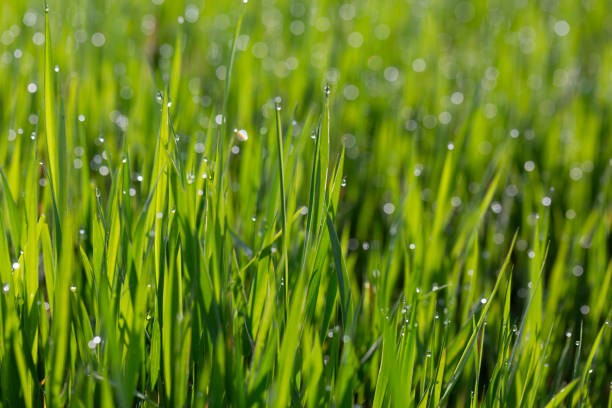istock Background of grass and dew on summer day 1466378835