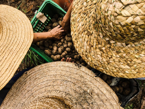 Three women select freshly harvested organic potatoes in the municipality of Campo Largo, Parana, Brazil