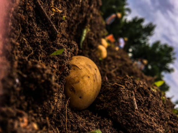 istock Freshly harvested organic potato 1466381351